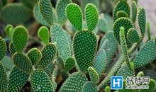 神奇的仙人掌 日记一则400字