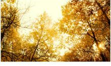 秋的随想_初中作文