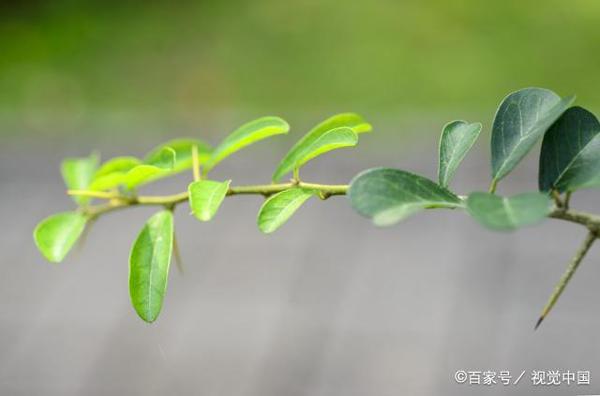学生作文|众志成城,共抗疫情 2