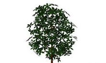 一树栀子花-优秀记叙文700字