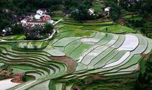 六年级作文：春韵