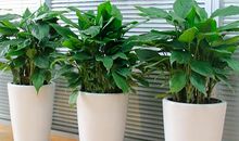 那盆万年青-写物的作文500字