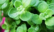 碰碰香作文400字