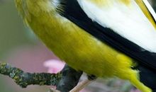 一对凤彩鸟-可爱的小鸟作文500字