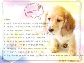 我和狗狗的约定 小学读后感550字