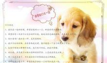 我和狗狗的约定 小学读后感550字