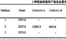 稻曲毒素含量与致病力关系探析论文
