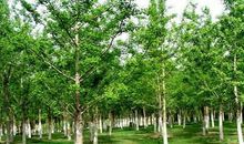 五年级作文：银杏树