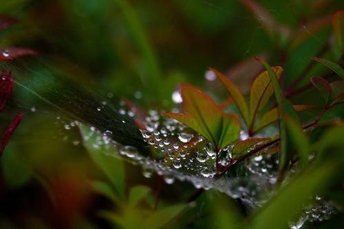 秋雨 四年级秋雨作文500字
