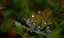 秋雨 四年级秋雨作文500字