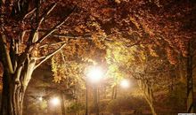 秋 秋天的夜晚作文400字