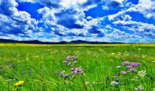 美丽的呼伦贝尔大草原 美丽的大草原300字作文