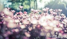 阳光灿烂心情好的句子