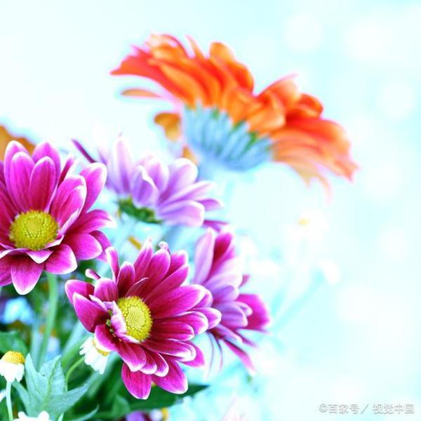 中考作文预测:走着走着,花就开了