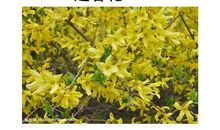 校园里的迎春花 四年级迎春花作文400字