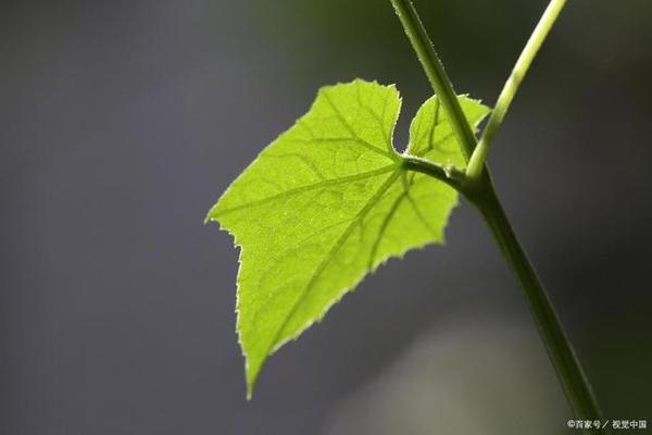 学生作文|疫情当前 盼春暖花开