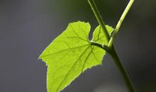 学生作文｜疫情当前 盼春暖花开