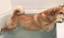 晚辈狗四背后的故事