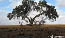 小学语文一年级下册《种树》教案