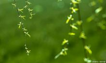 学生作文｜待到樱花烂漫时