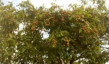 那棵龙眼树-优秀记叙文600字