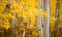 作文《你在我的岁月里》的写作指导