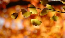 飘零的落叶作文