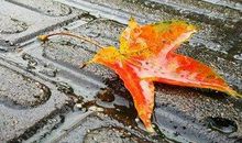 五年级作文：秋风秋雨