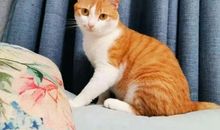 自从领养莲心，她的作文造句都有“猫”字