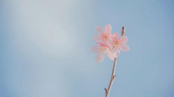 作文在线丨四季的歌