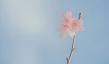 作文在线丨四季的歌