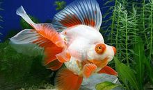 作文欣赏 || 我的心爱之物