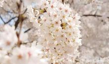 高考作文辅导62：以“大材”育“大才”