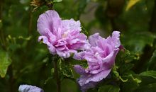 母亲节最美告白作文：妈妈是一个温暖的词