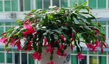 我和蟹爪兰 小学生养花作文400字