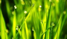 学生作文｜共抗疫情 爱国力行