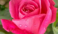 作文：人生处处是考试，唯有诚信最动心