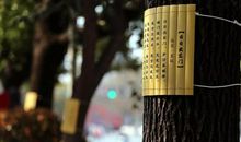 步入诗词殿堂 我与古诗词作文600字