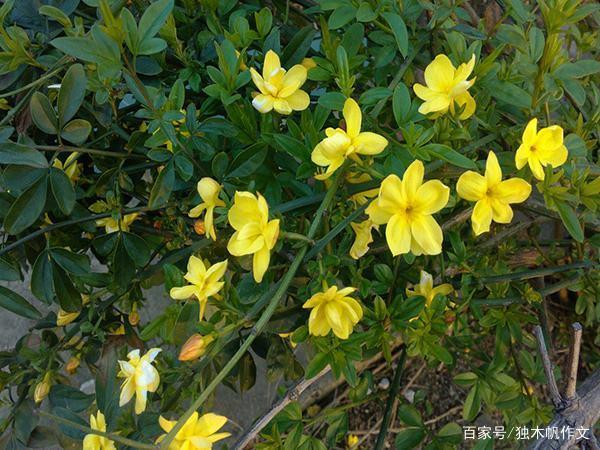 三年级作文:我的植物朋友迎春花