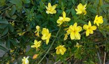 三年级作文：我的植物朋友迎春花