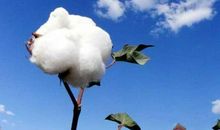 棉花高产栽培技术探析论文