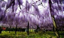 父亲的花园的散文