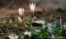 五年级作文：拥抱春天