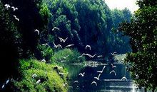 关于小学一年级《语文园地八》的教案