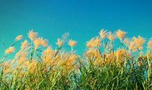 遇见芦苇荡散文