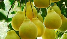 关于柚子的作文