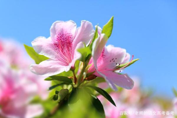 高考作文辅导59:文体训练之表扬信写作(含范文) 1