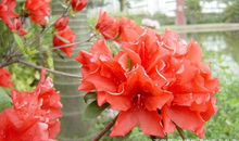 高考作文辅导60：文化无定格，贵在鲜活（争议性时评写作）