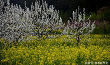 初一作文：故乡的春天