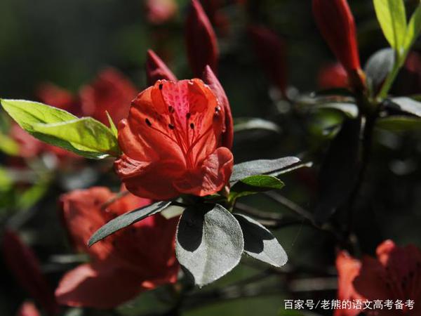 高考作文辅导59:文体训练之表扬信写作(含范文)